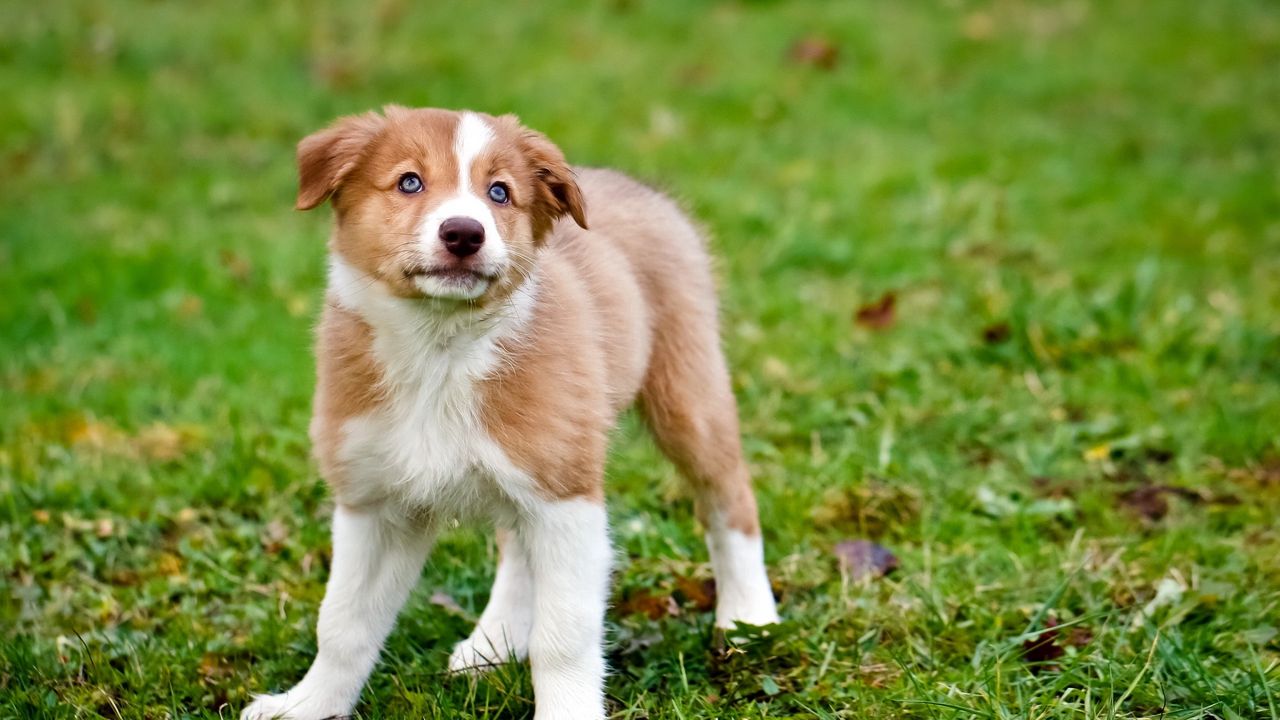 Wallpaper dog, puppy, color, grass, watch