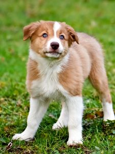 Preview wallpaper dog, puppy, color, grass, watch