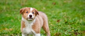 Preview wallpaper dog, puppy, color, grass, watch