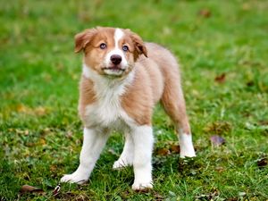 Preview wallpaper dog, puppy, color, grass, watch