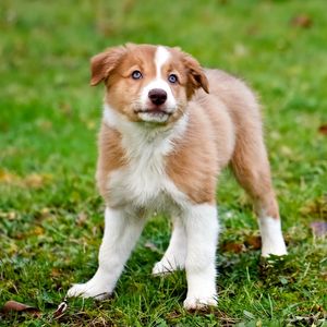 Preview wallpaper dog, puppy, color, grass, watch