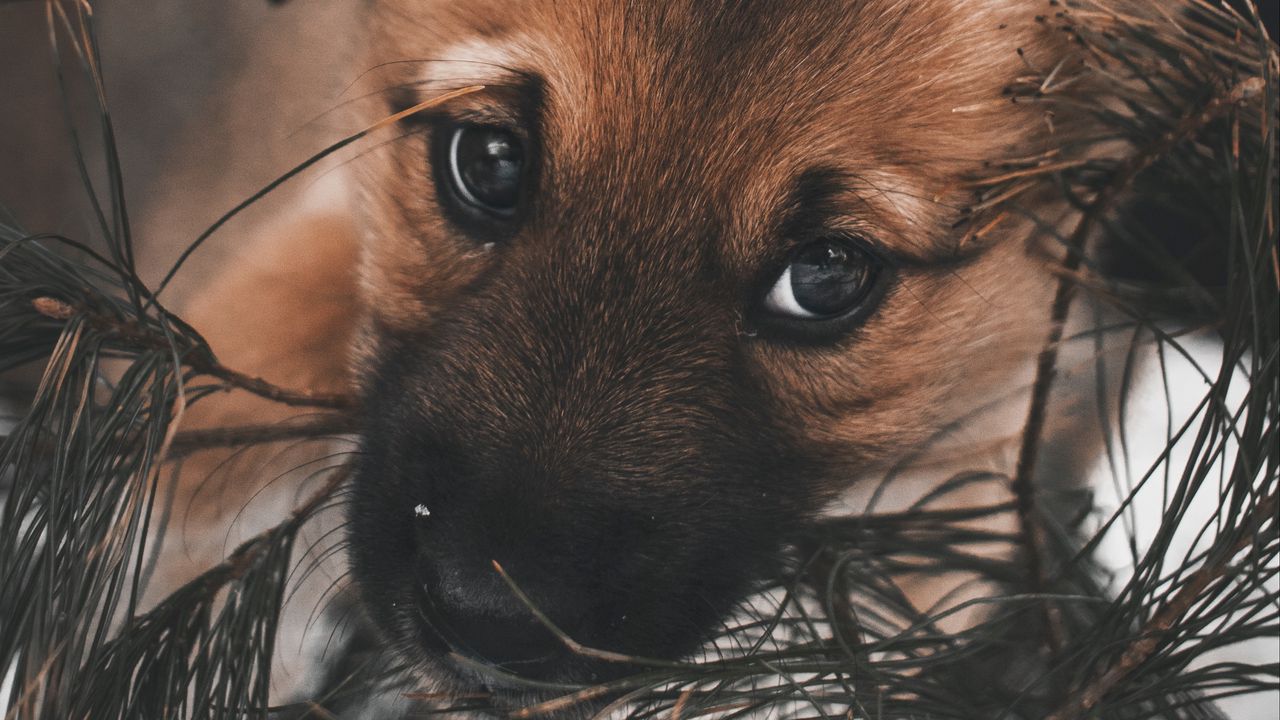 Wallpaper dog, puppy, cute, eyes