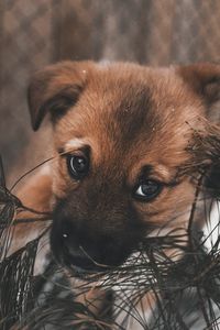 Preview wallpaper dog, puppy, cute, eyes