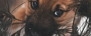 Preview wallpaper dog, puppy, cute, eyes