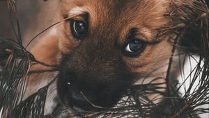 Preview wallpaper dog, puppy, cute, eyes
