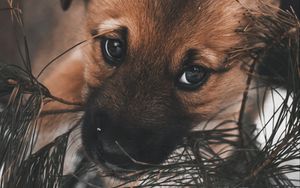 Preview wallpaper dog, puppy, cute, eyes