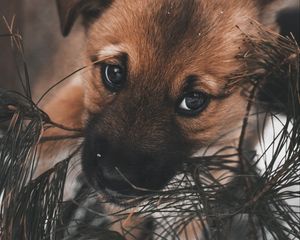 Preview wallpaper dog, puppy, cute, eyes