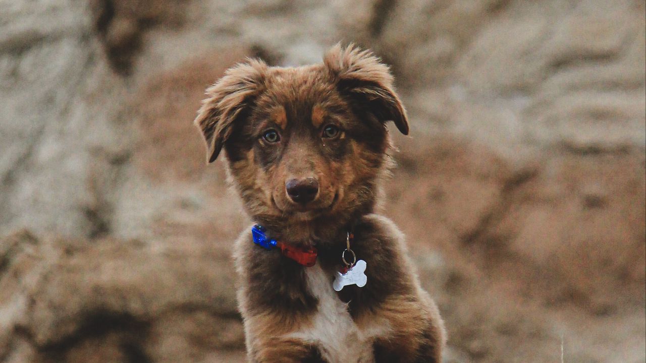 Wallpaper dog, puppy, cute, pet, brown