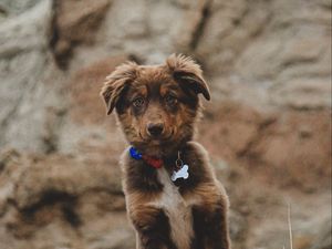 Preview wallpaper dog, puppy, cute, pet, brown
