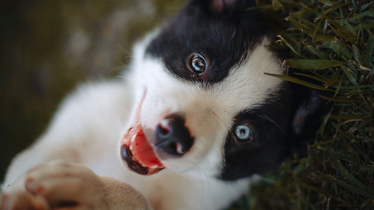 Wallpaper dog, puppy, cute