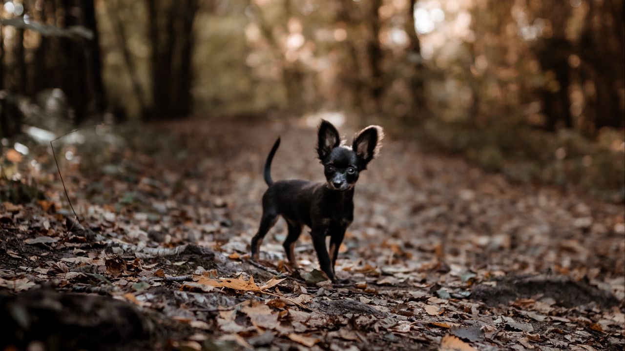 Wallpaper dog, puppy, cute, alley