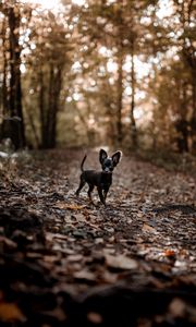 Preview wallpaper dog, puppy, cute, alley