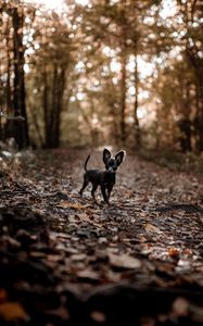 Preview wallpaper dog, puppy, cute, alley