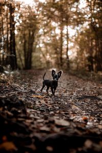 Preview wallpaper dog, puppy, cute, alley