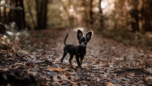 Preview wallpaper dog, puppy, cute, alley