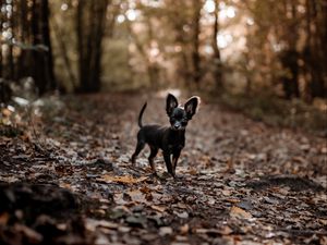 Preview wallpaper dog, puppy, cute, alley