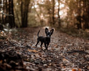 Preview wallpaper dog, puppy, cute, alley