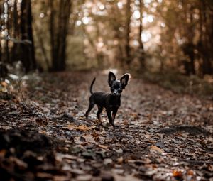 Preview wallpaper dog, puppy, cute, alley