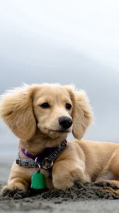 Preview wallpaper dog, puppy, dog collar, lies, ears, curiosity
