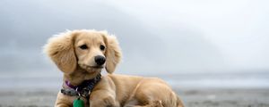 Preview wallpaper dog, puppy, dog collar, lies, ears, curiosity