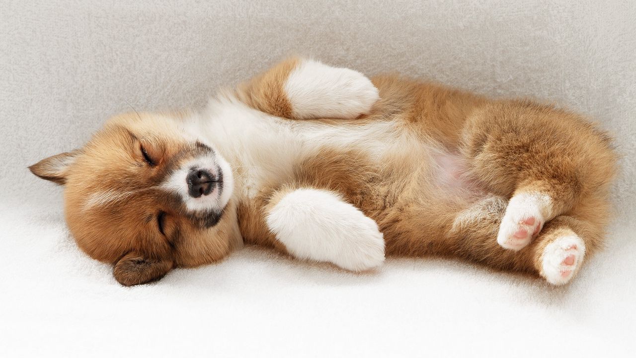 Wallpaper dog, puppy, down, playful