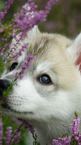 Preview wallpaper dog, puppy, face, flowers