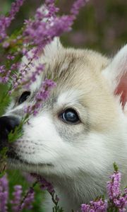 Preview wallpaper dog, puppy, face, flowers