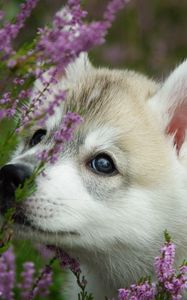 Preview wallpaper dog, puppy, face, flowers