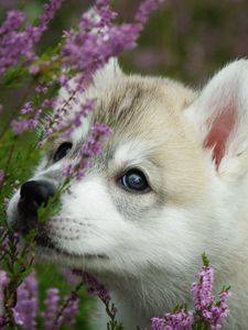 Preview wallpaper dog, puppy, face, flowers