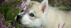 Preview wallpaper dog, puppy, face, flowers