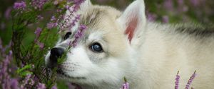 Preview wallpaper dog, puppy, face, flowers