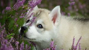 Preview wallpaper dog, puppy, face, flowers
