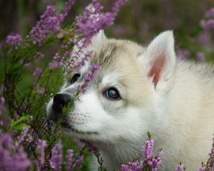 Preview wallpaper dog, puppy, face, flowers