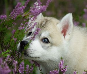 Preview wallpaper dog, puppy, face, flowers