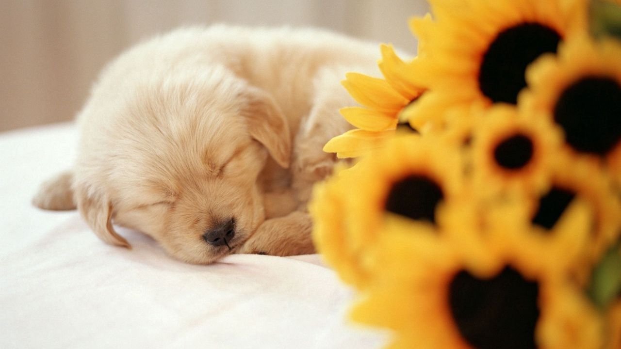 Wallpaper dog, puppy, flower, face, sleep
