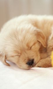 Preview wallpaper dog, puppy, flower, face, sleep