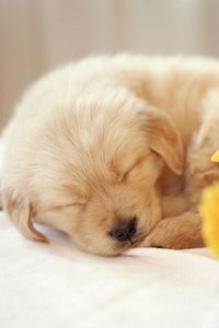 Preview wallpaper dog, puppy, flower, face, sleep