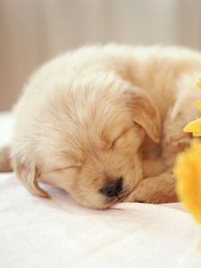 Preview wallpaper dog, puppy, flower, face, sleep