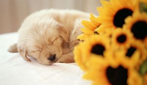Preview wallpaper dog, puppy, flower, face, sleep