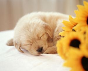 Preview wallpaper dog, puppy, flower, face, sleep