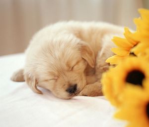 Preview wallpaper dog, puppy, flower, face, sleep