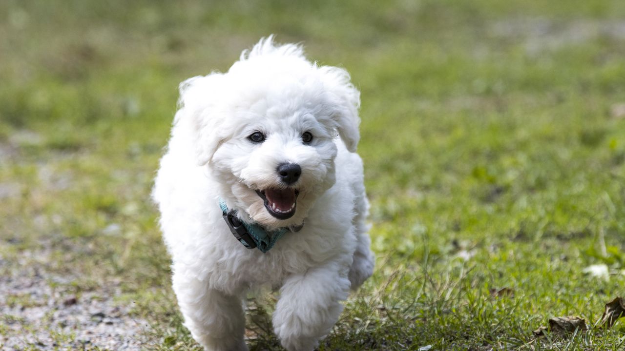 Wallpaper dog, puppy, fluffy, run