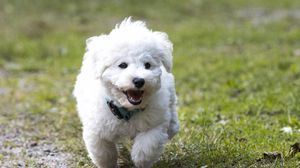 Preview wallpaper dog, puppy, fluffy, run