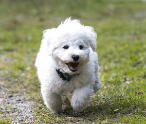 Preview wallpaper dog, puppy, fluffy, run