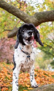 Preview wallpaper dog, puppy, forest, grass, leaves, trees