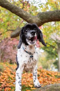 Preview wallpaper dog, puppy, forest, grass, leaves, trees