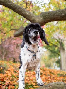 Preview wallpaper dog, puppy, forest, grass, leaves, trees