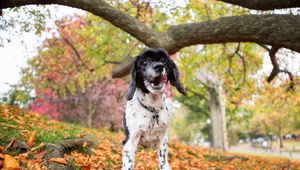 Preview wallpaper dog, puppy, forest, grass, leaves, trees