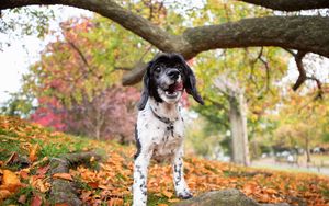 Preview wallpaper dog, puppy, forest, grass, leaves, trees