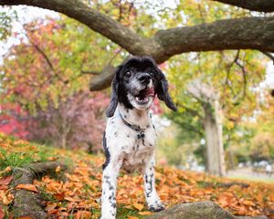 Preview wallpaper dog, puppy, forest, grass, leaves, trees